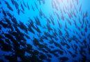 El calentamiento de las aguas del Atlántico nororiental podría perjudicar a las poblaciones de peces más importantes
