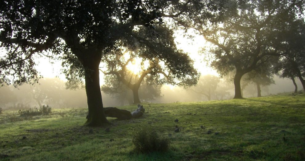 Un estudio refuerza los beneficios que aporta la certificación FSC para mantener y aumentar la superficie forestal