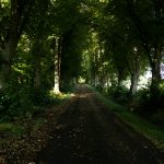 Eco Radiz: Un futuro dulce para el campo