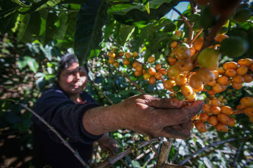 El café, el cacao y el azúcar de Comercio Justo generan menos impacto ambiental que sus equivalentes convencionales
