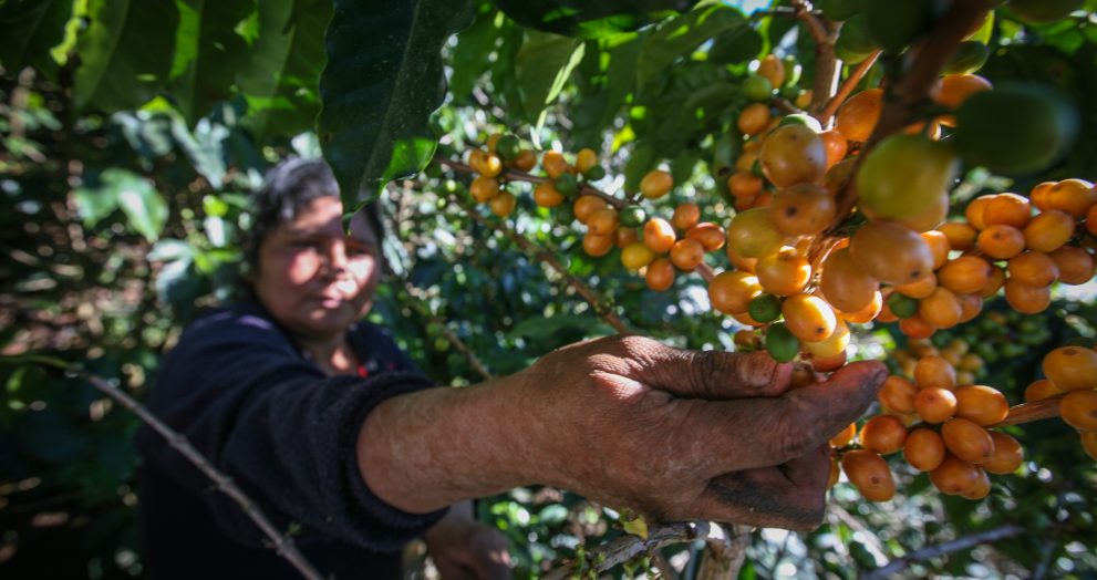 El café, el cacao y el azúcar de Comercio Justo generan menos impacto ambiental que sus equivalentes convencionales