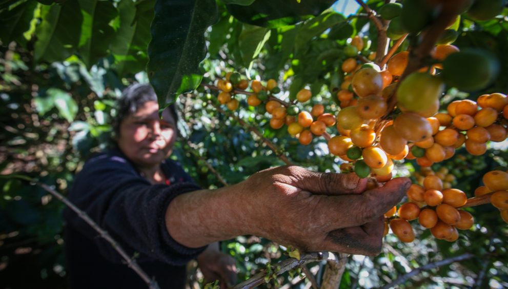 El café, el cacao y el azúcar de Comercio Justo generan menos impacto ambiental que sus equivalentes convencionales