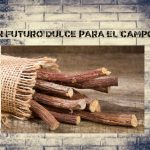 COPADE alerta: sin desarrollo rural no habrá montes que sobrevivan al fuego