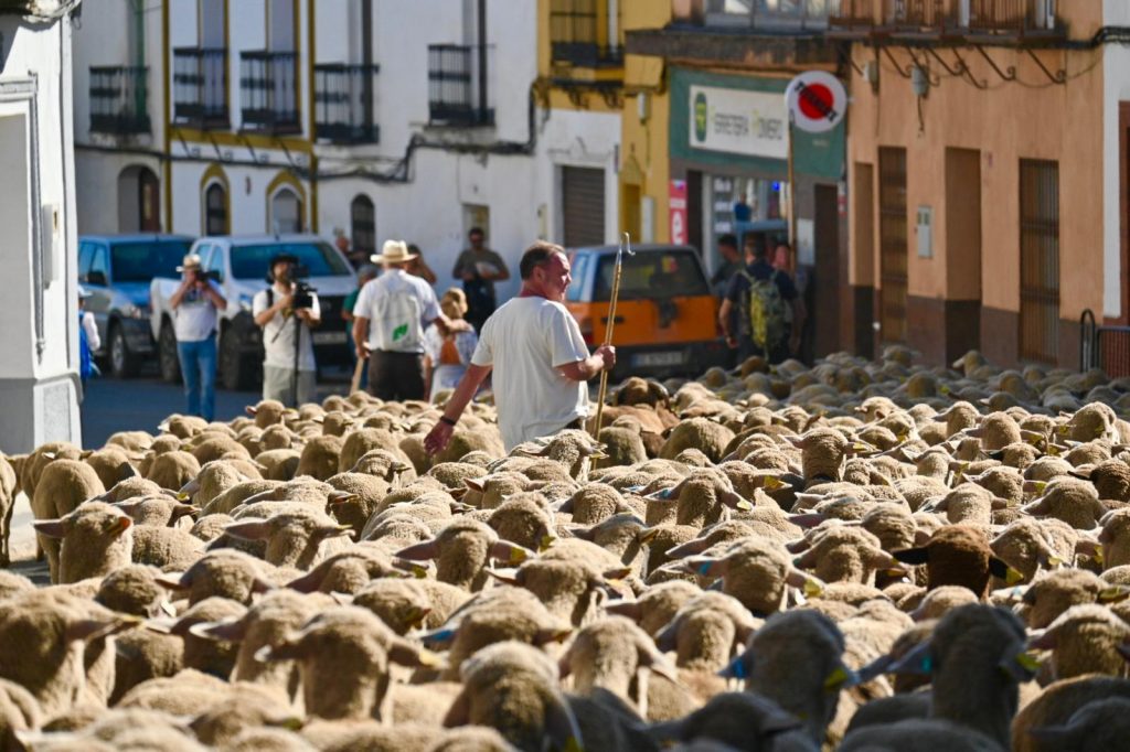 BioNNOMÍA celebra con más de 250 personas la llegada del rebaño de ovejas a la Dehesa San Francisco tras atravesar Santa Olalla del Cala
