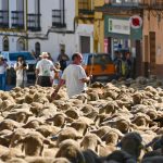 BioNNOMÍA celebra la trashumancia de ovejas merinas ecológicas en Huelva