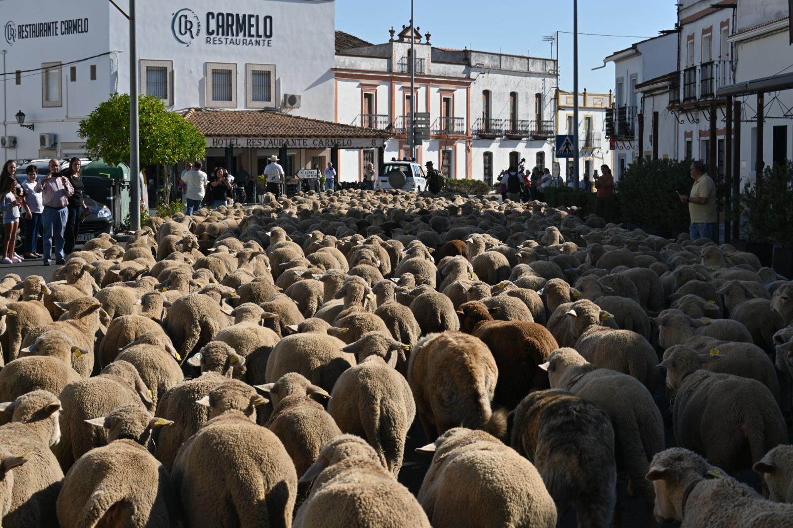 BioNNOMÍA celebra la trashumancia de ovejas merinas ecológicas