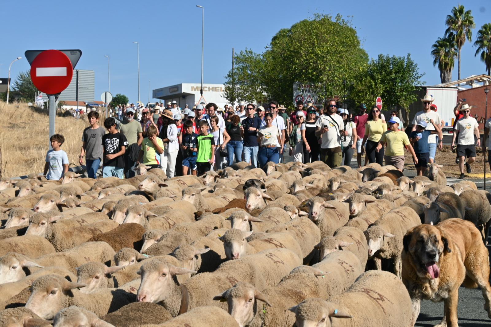 BioNNOMÍA celebra la trashumancia de ovejas merinas ecológicas en Huelva