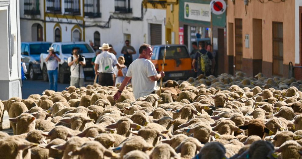BioNNOMÍA celebra con más de 250 personas la llegada del rebaño de ovejas a la Dehesa San Francisco tras atravesar Santa Olalla del Cala