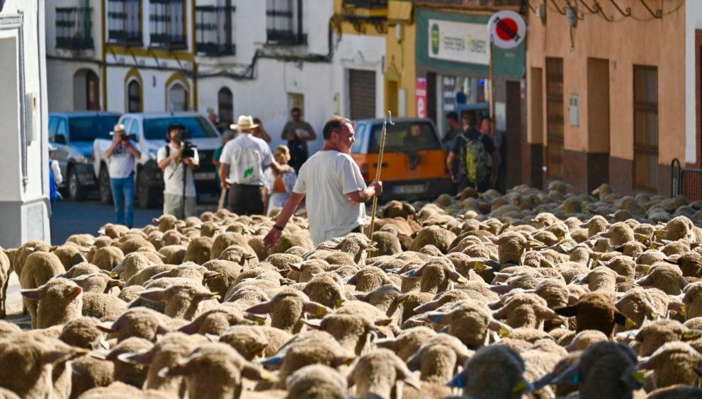 BioNNOMÍA celebra con más de 250 personas la llegada del rebaño de ovejas a la Dehesa San Francisco tras atravesar Santa Olalla del Cala