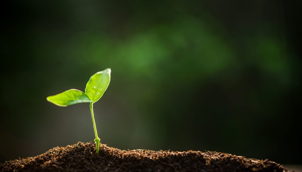 La agricultura ecológica puede ser la solución a la crisis de los fertilizantes