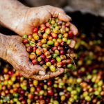 Montse Escutia (BioCultura): “los pequeños productores tendrían que ser la base de nuestro tejido económico”