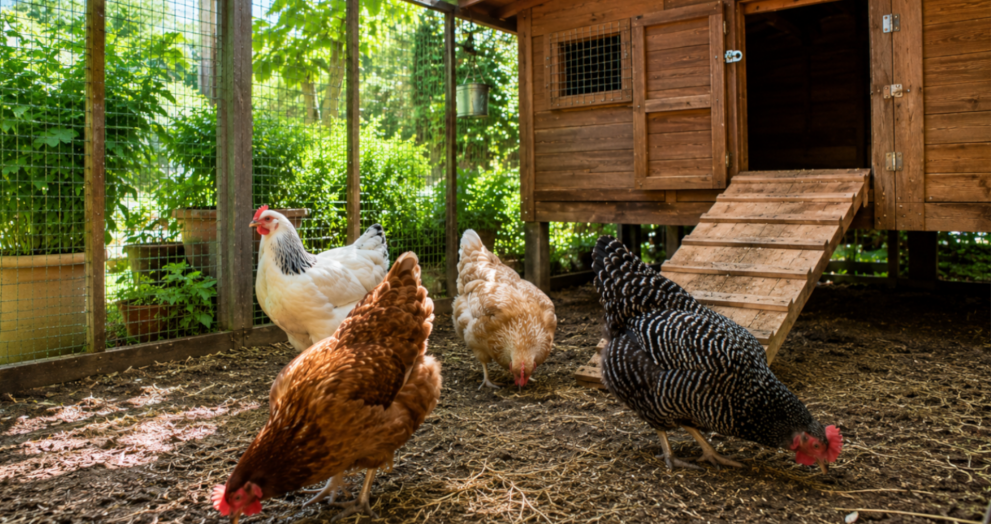 El gallinero zen del ecomensajero