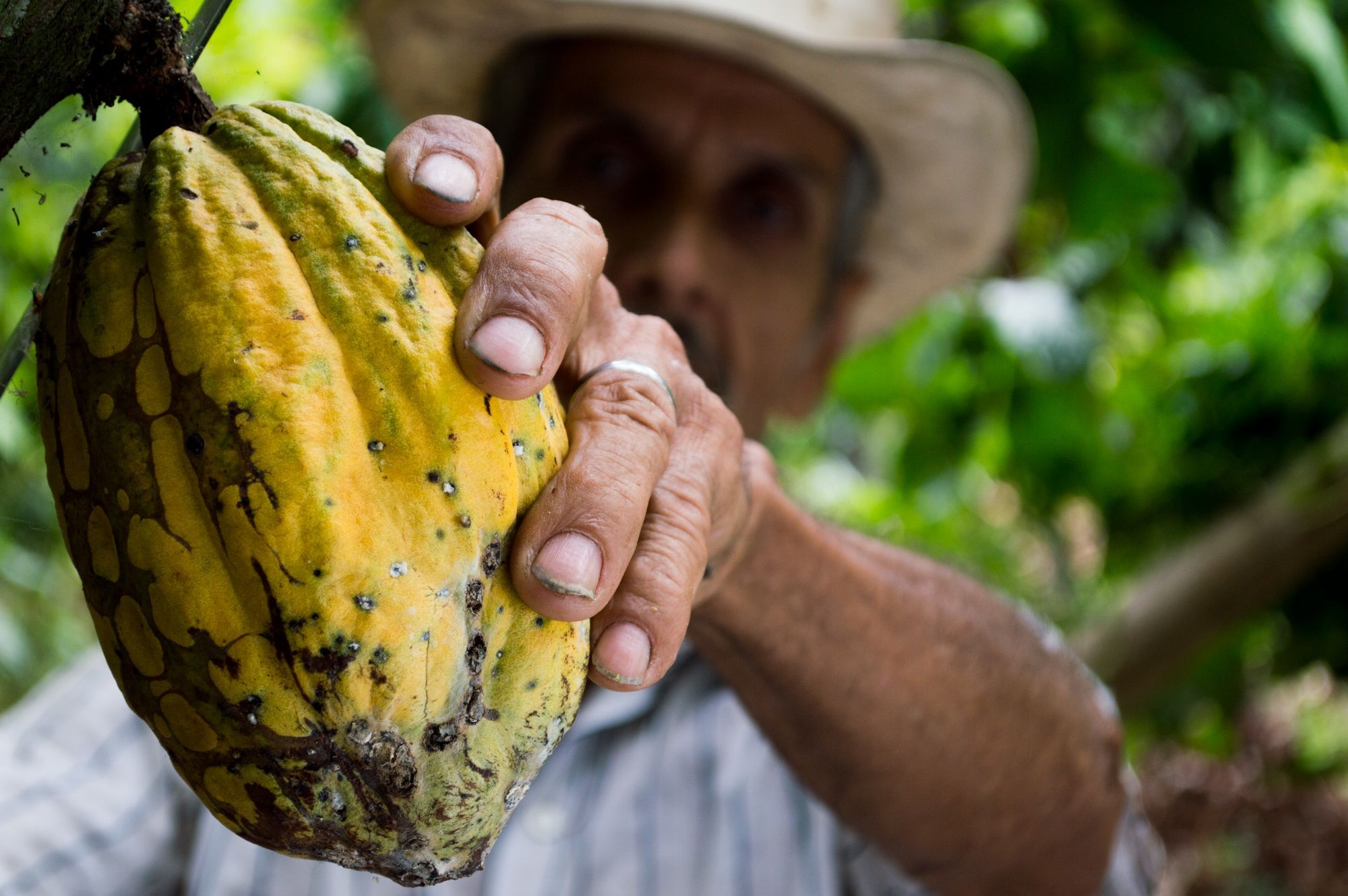 Comercio justo: España aumenta un 16% el consumo de productos Fairtrade y supera los 157 millones de euros en ventas
