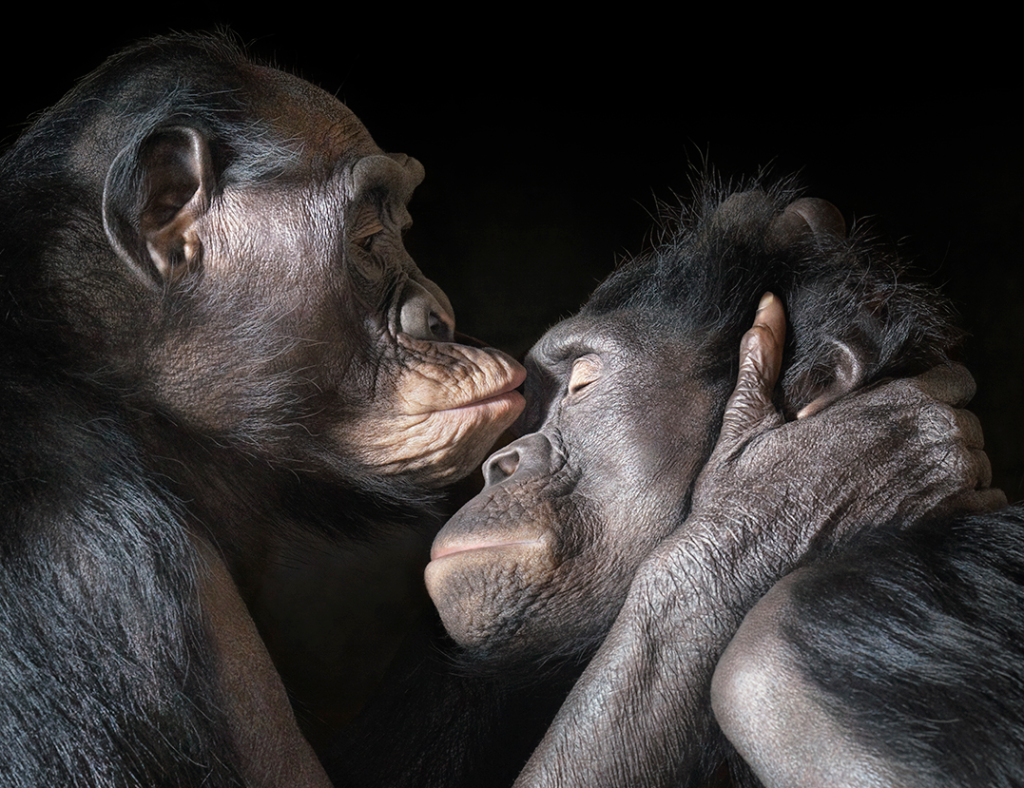 El madrileño Parque del Retiro acoge una exposición con retratos de animales en peligro de extinción