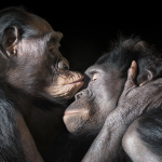 El Parque del Retiro acoge una exposición con retratos de animales en peligro de extinción
