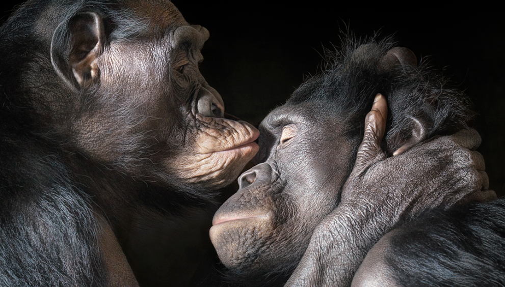 El madrileño Parque del Retiro acoge una exposición con retratos de animales en peligro de extinción