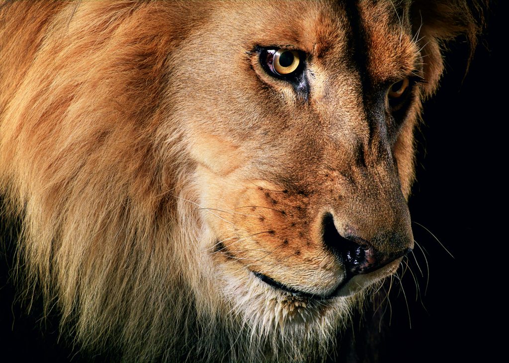 animales