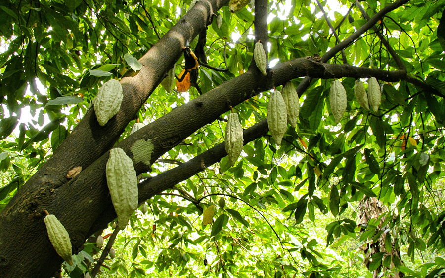 Café, cacao y madera: tres rutas para conocer qué hay detrás de su producción