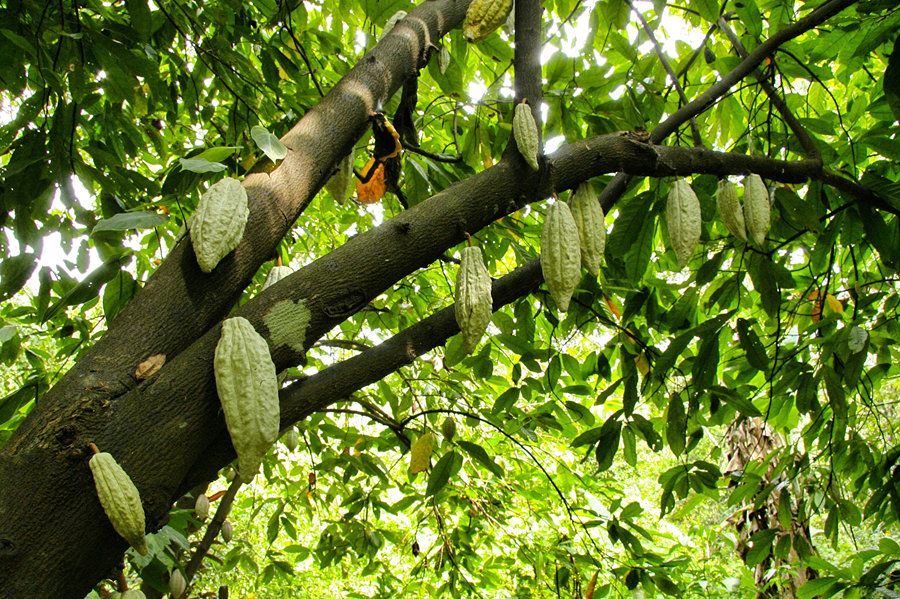 Café, cacao y madera: tres rutas para conocer qué hay detrás de su producción