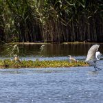 De campo de golf a reserva natural: así han recuperado 30 hectáreas de humedales en el Reino Unido