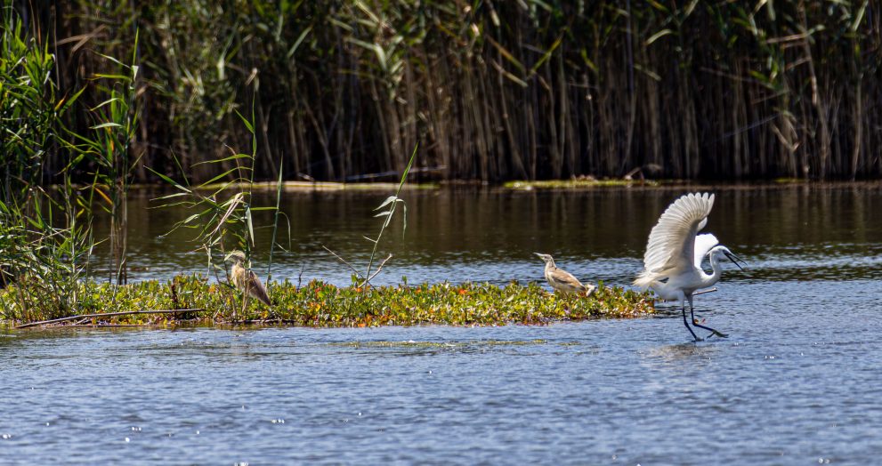 De campo de golf a reserva natural: así han recuperado 30 hectáreas de humedales en el Reino Unido