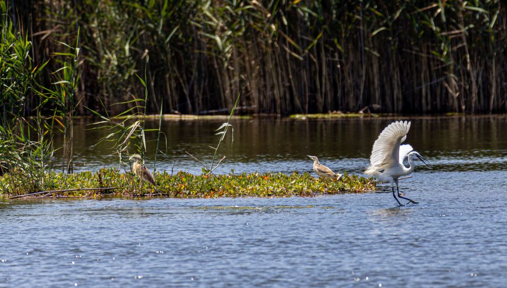 De campo de golf a reserva natural: así han recuperado 30 hectáreas de humedales en el Reino Unido